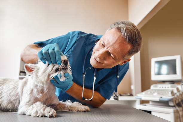 Best Emergency Tooth Extraction  in Roman Forest, TX